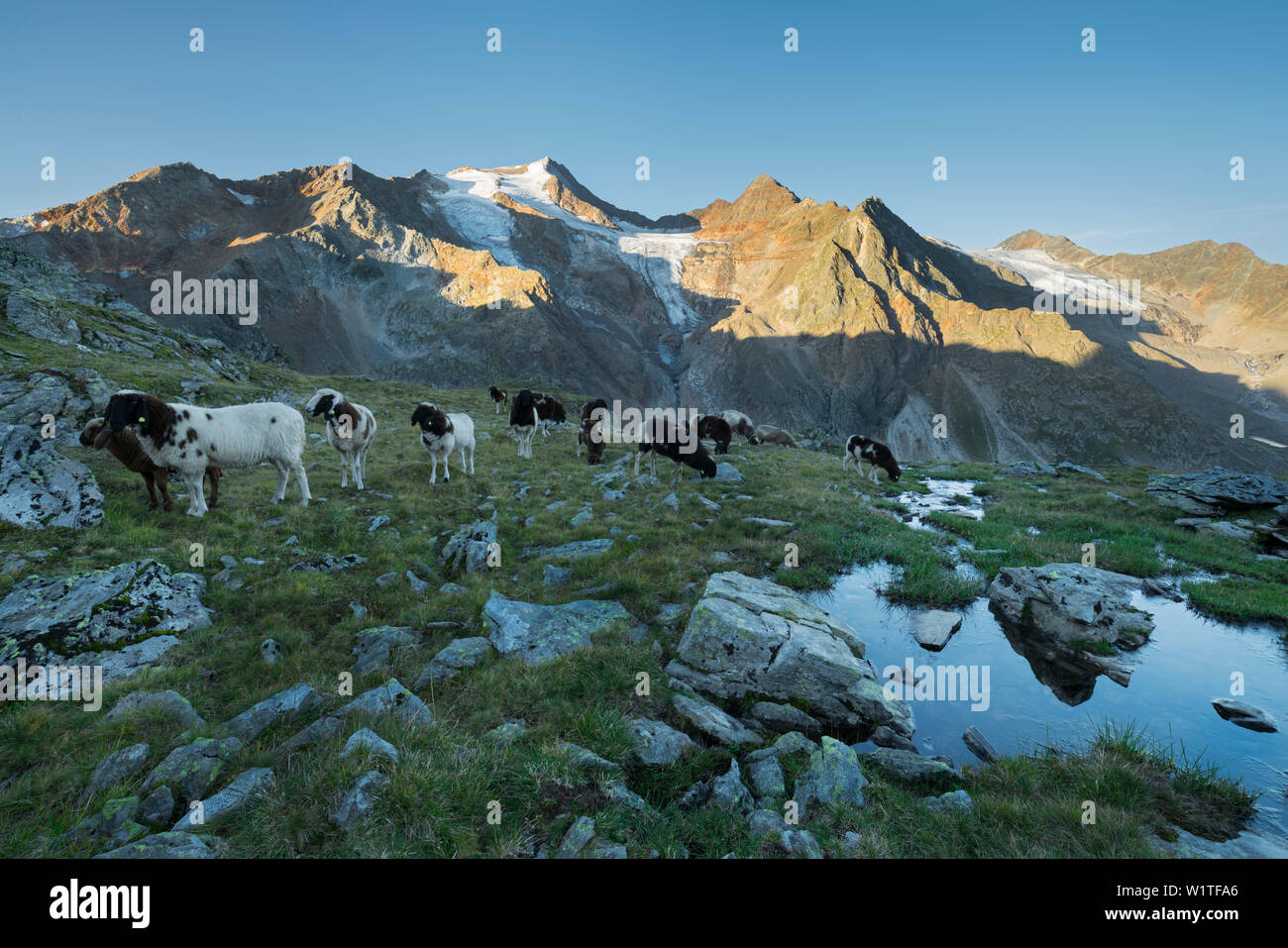 Herde von Schafen, Wilder Freiger, Grünau, Stubaier Alpen, Tirol, Österreich Stockfoto