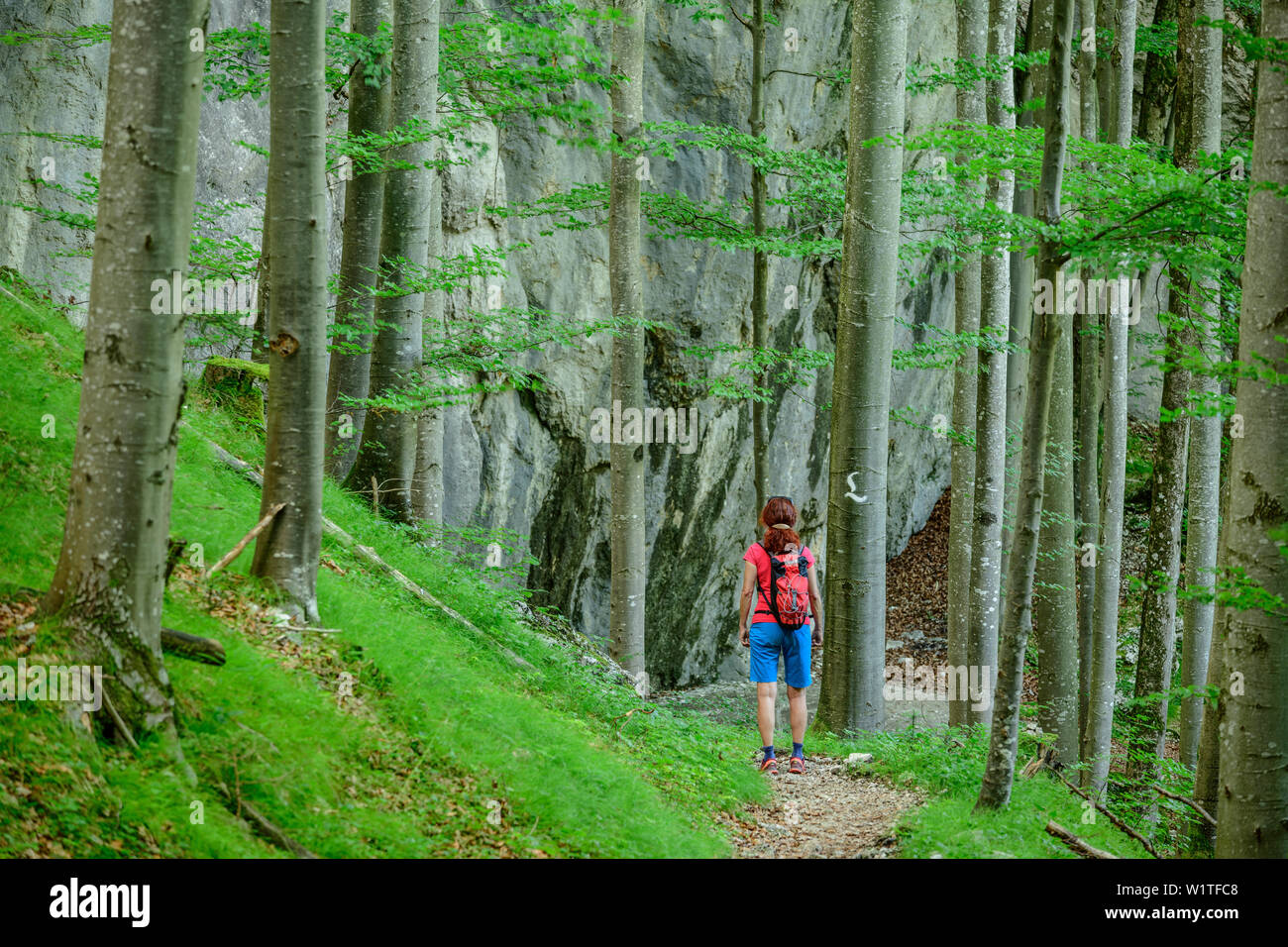 Frau Wandern am Lechweg durch den Wald der Buche, Alpsee, Lechweg, Ammergauer Alpen, Schwaben, Bayern, Deutschland Stockfoto