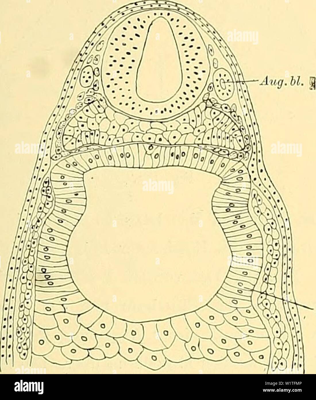 Archiv Bild ab Seite 480 von Denkschriften der Medicinisch-Naturwissenschaftlichen Gesellschaft zu. Denkschriften der Medicinisch-Naturwissenschaftlichen Gesellschaft zu Jena denkschriftender 446 medi Jahr: 1879 85 Entwickelungsgeschichte des Kopfes und des Blutgefässsystems von Ceratodus forsten. 745 derselben ist der seitliche Mesodermmantel noch einheitlich und geht ohne Grenze in der Höhle Seitenplatteribezirk über, welcher sich bereits in zwei Zelllagen zu sondern beginnt. Die Darmwand besteht aus hohen, in ein-schichtiger Lage angeordneten, pallisadenförmig Eine prismatische einander gereihten Stockfoto