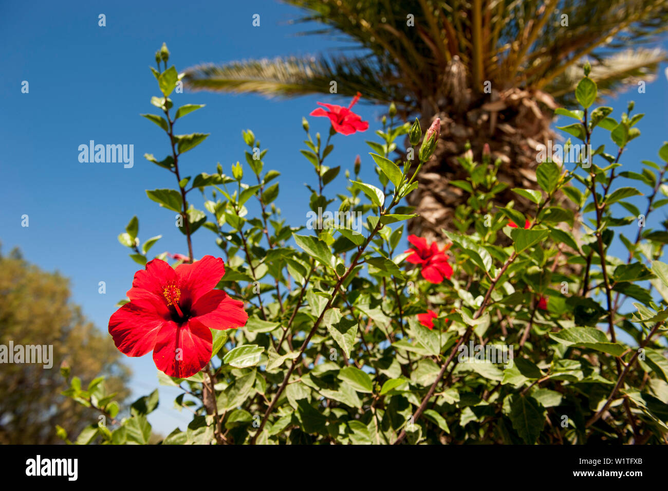 Hibiskus Blume, Rose von Sharon, blüte, blume, Kreta, Griechenland, Europa Stockfoto