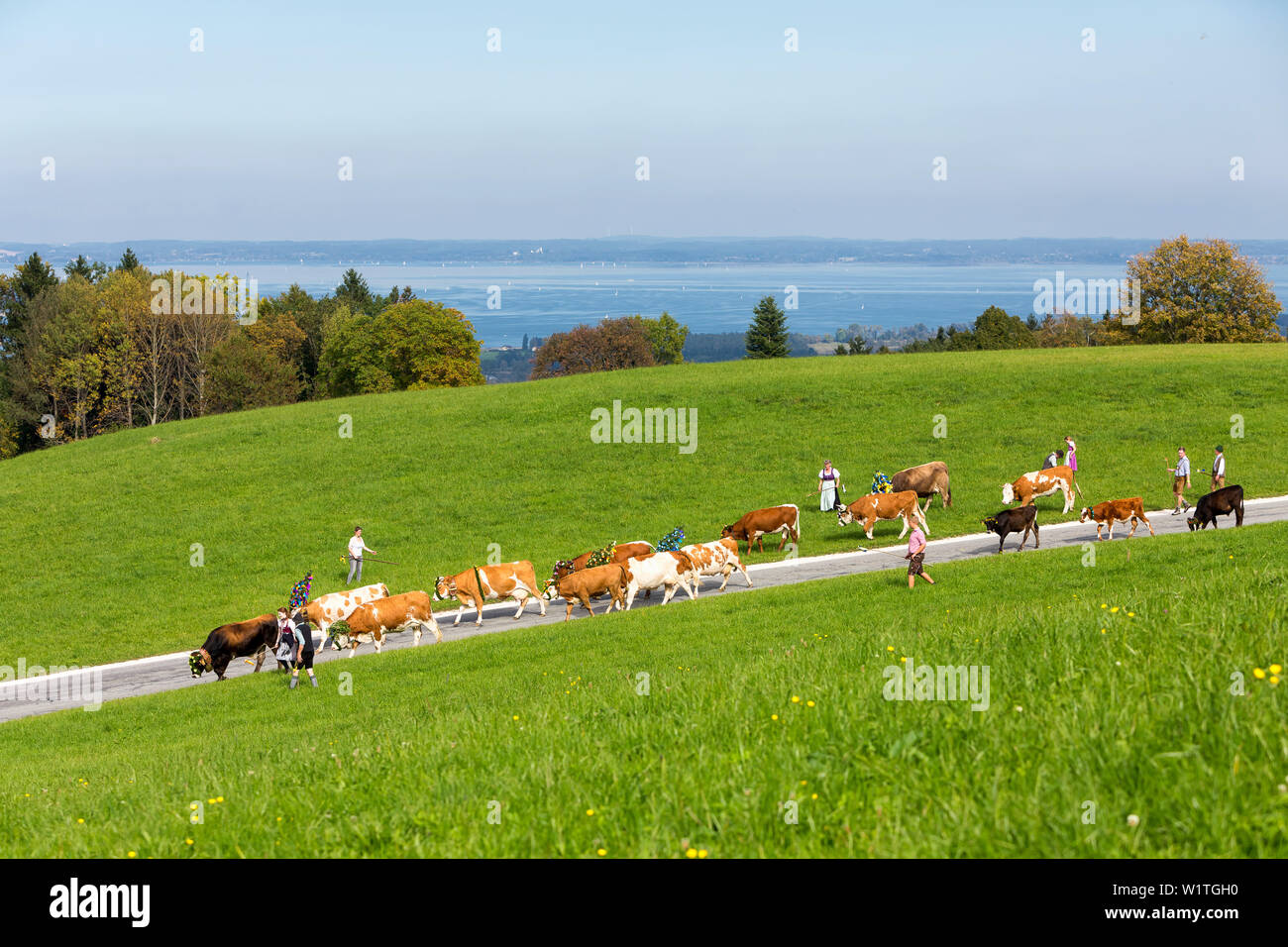 Gruppe von Helfern in bayerischer Tracht mit reich verziert mit großen Glocken, wenn Rinder Kälber; im Hintergrund der Chiemsee Stockfoto