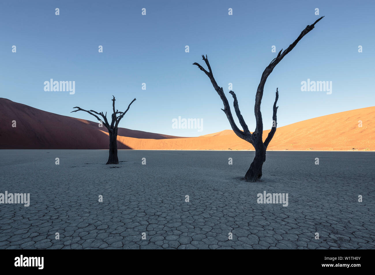 500 Jahre alte Akazie Skelette im Deadvlei clay Pan. Auf der linken Seite, Big Daddy, mit 380 Metern einer der weltweit talles Dünen. Sossusvlei, Namib Nau Stockfoto