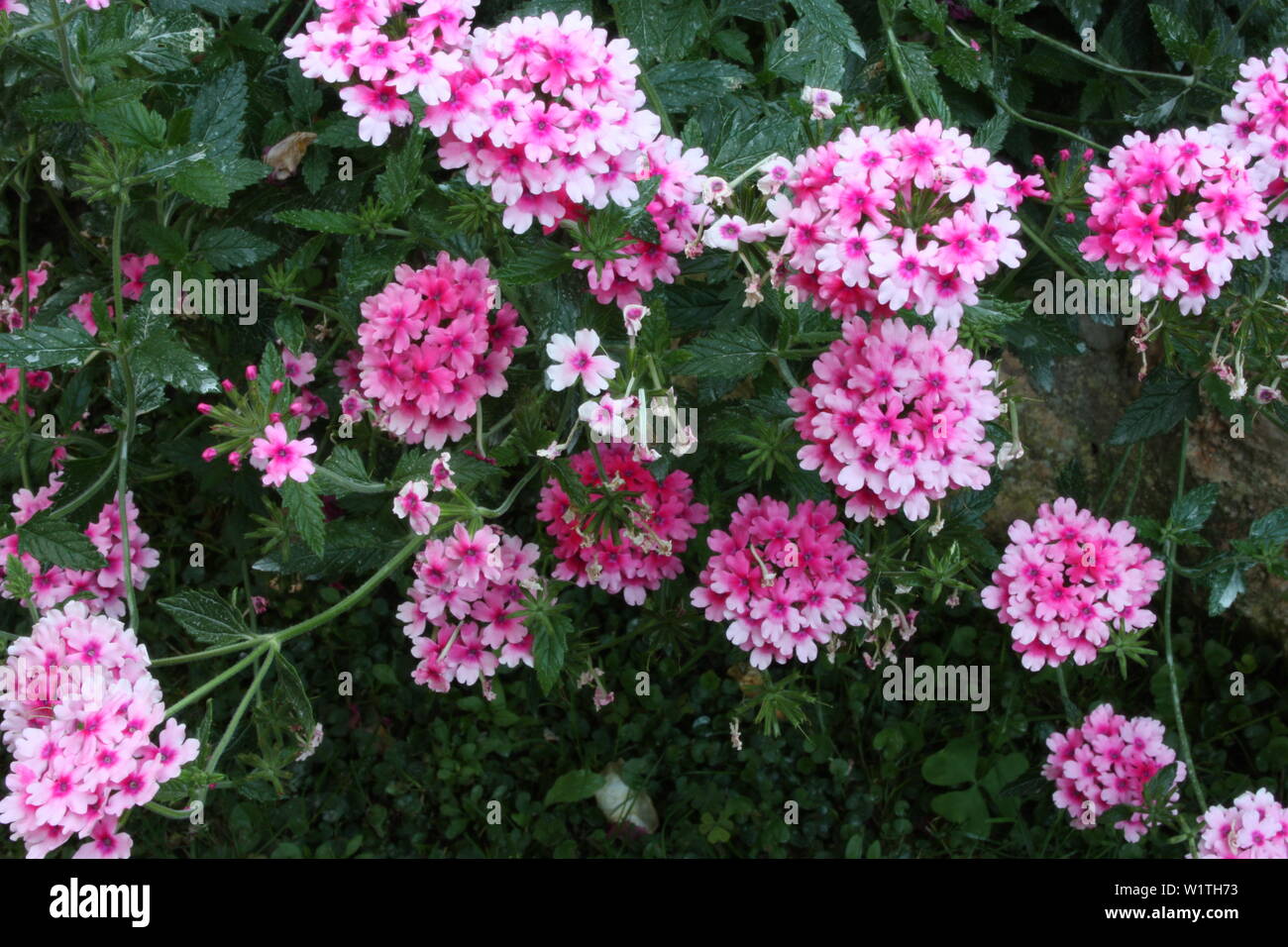 Lush Green Bush von rosa und lila Eisenkraut Blume Stockfoto