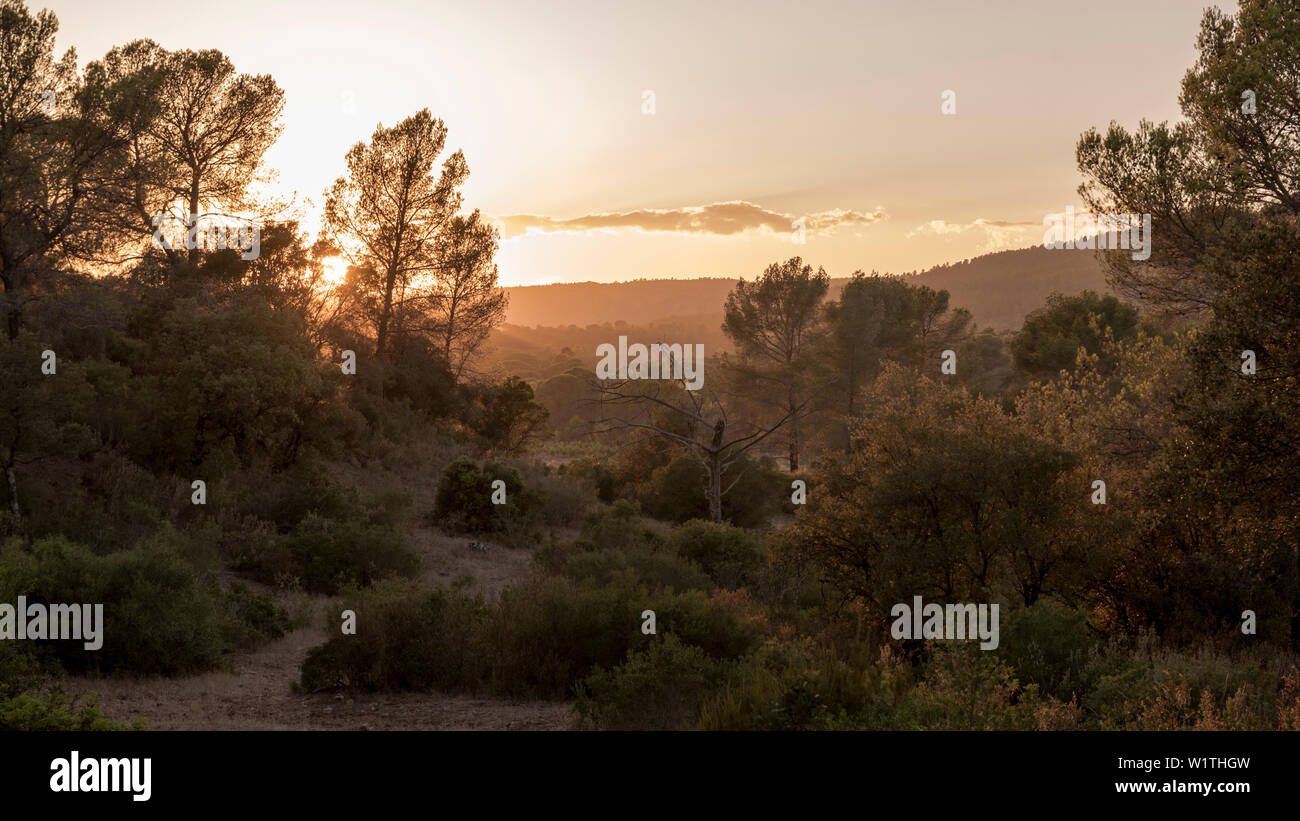Wald in der Abendsonne, Cork, Wald, Sommer, Urlaub, Gorges du Blavet, French Riviera, Cote d'Azur, Frankreich Stockfoto