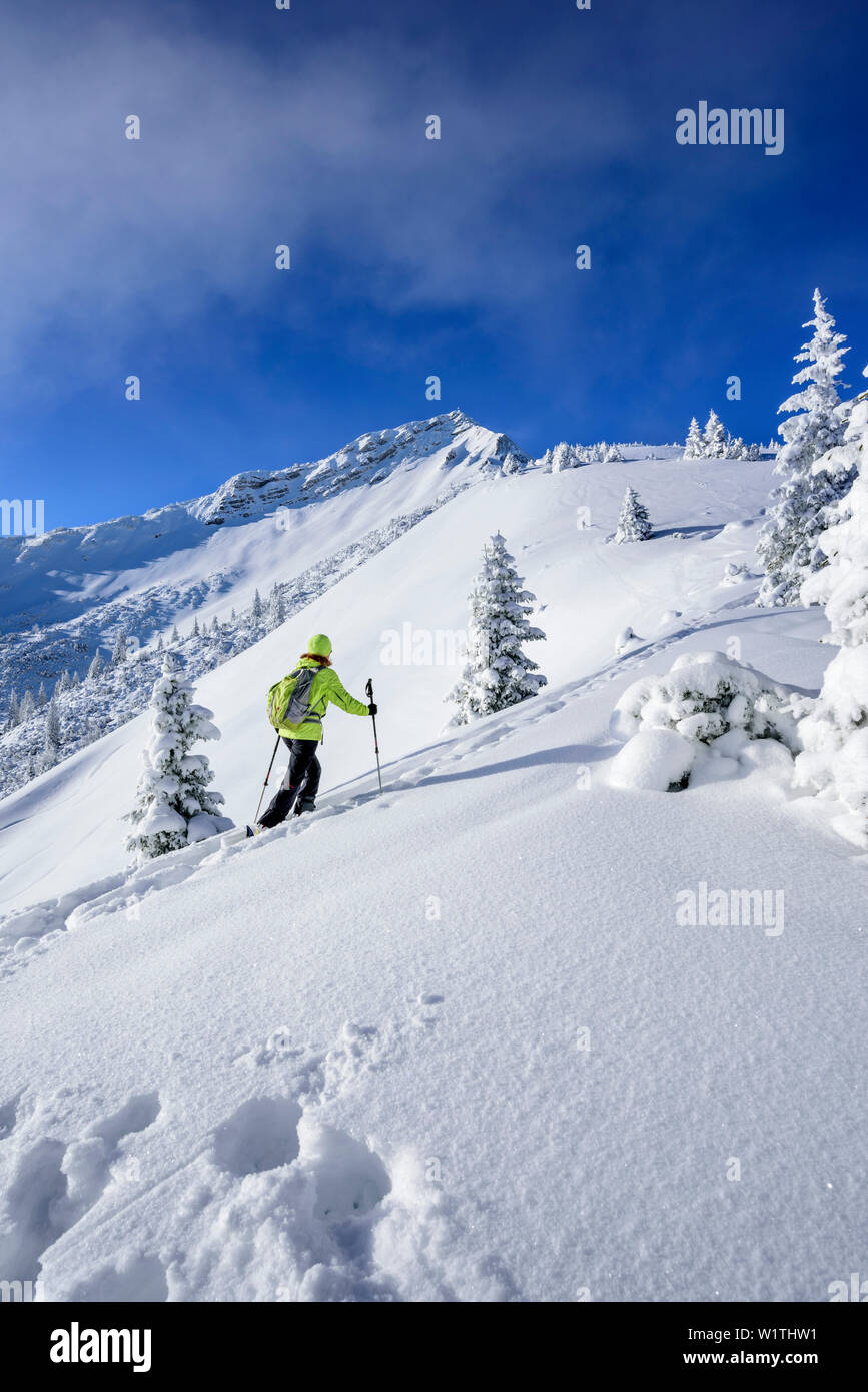 Frau backcountry Skiing aufsteigender Richtung Scheinbergspitze Scheinbergspitze,, Ammergauer Alpen, Oberbayern, Bayern, Deutschland Stockfoto