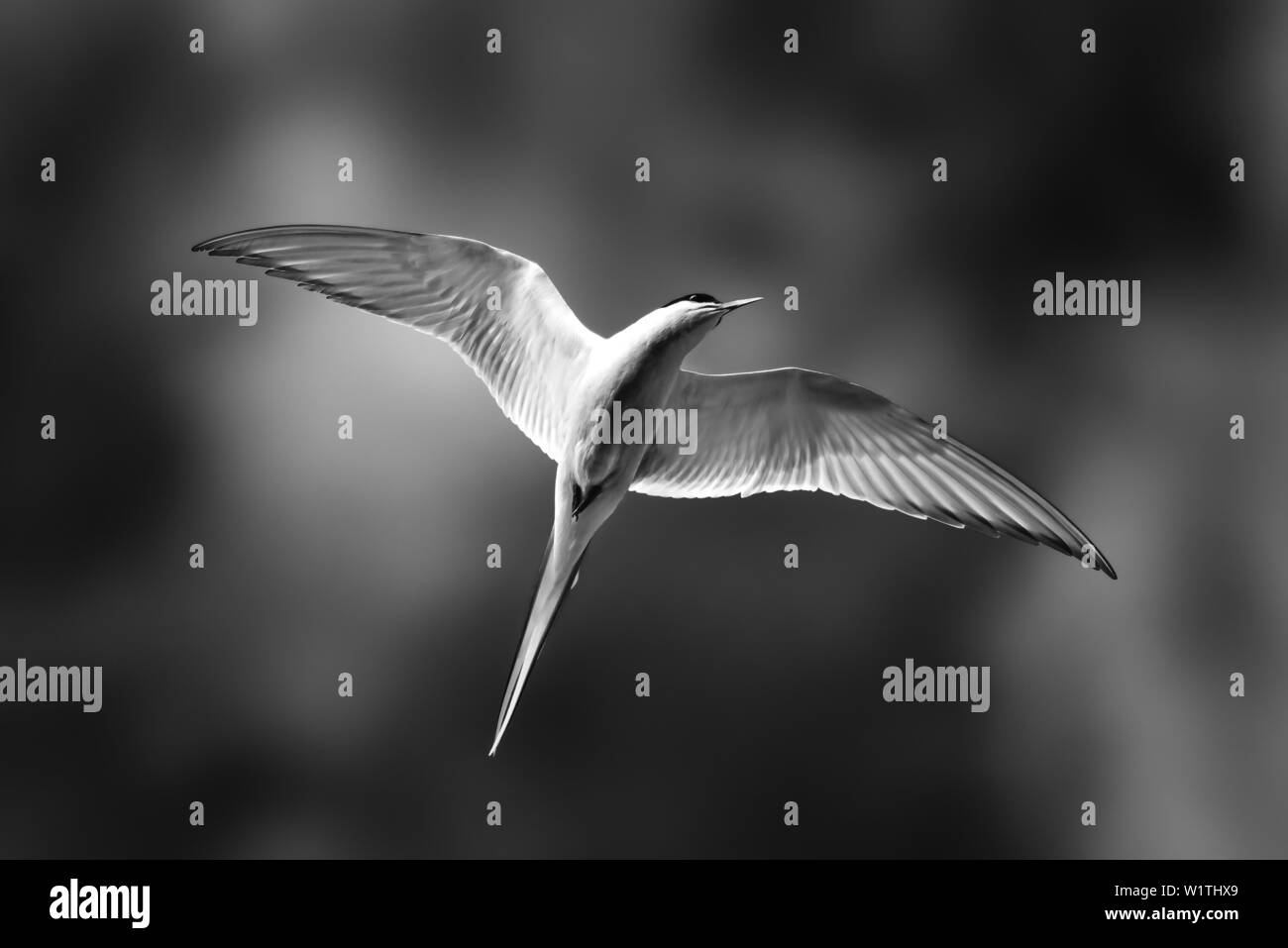 Schwarz-weiß-Bild eines Küstenseeschwalbe im Flug an der Südküste Islands Stockfoto