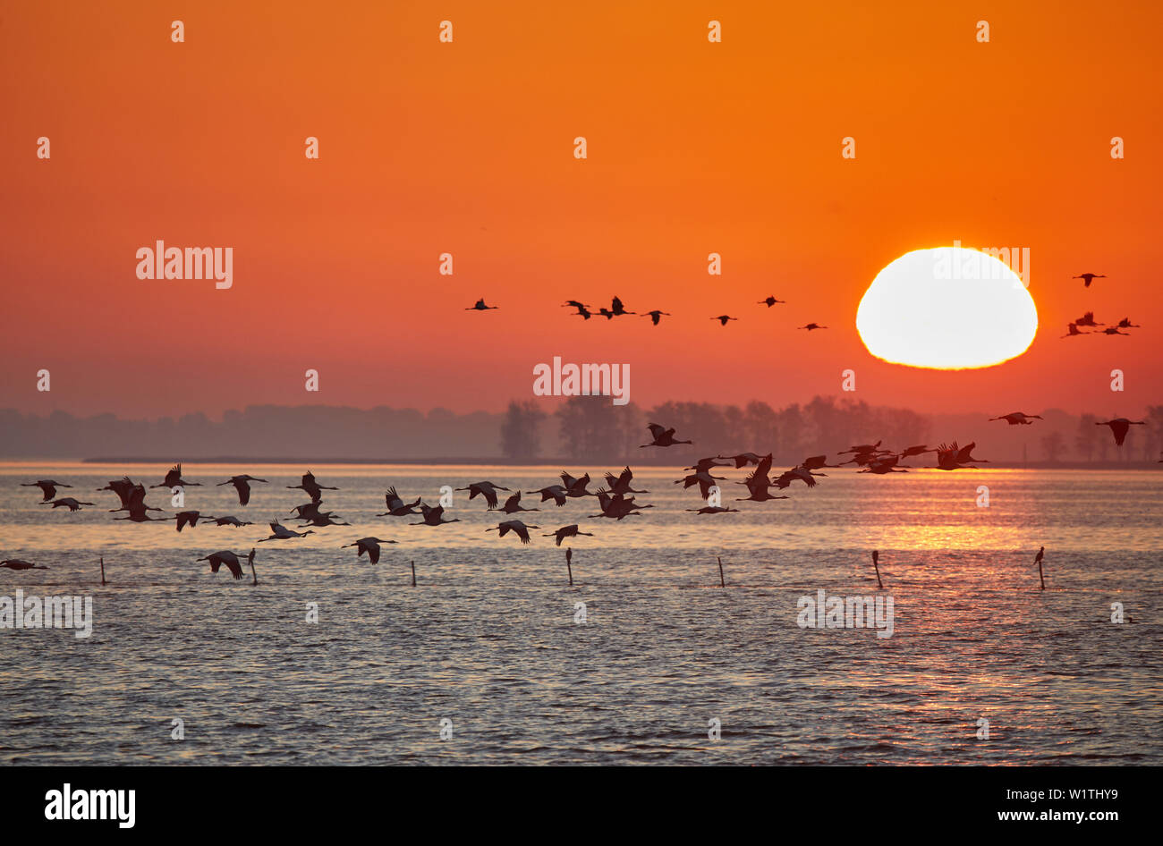 Herbstzug der Kraniche im Nationalpark Vorpommersche Boddenlandschaft, Mecklenburg-Vorpommern, Deutschland Stockfoto