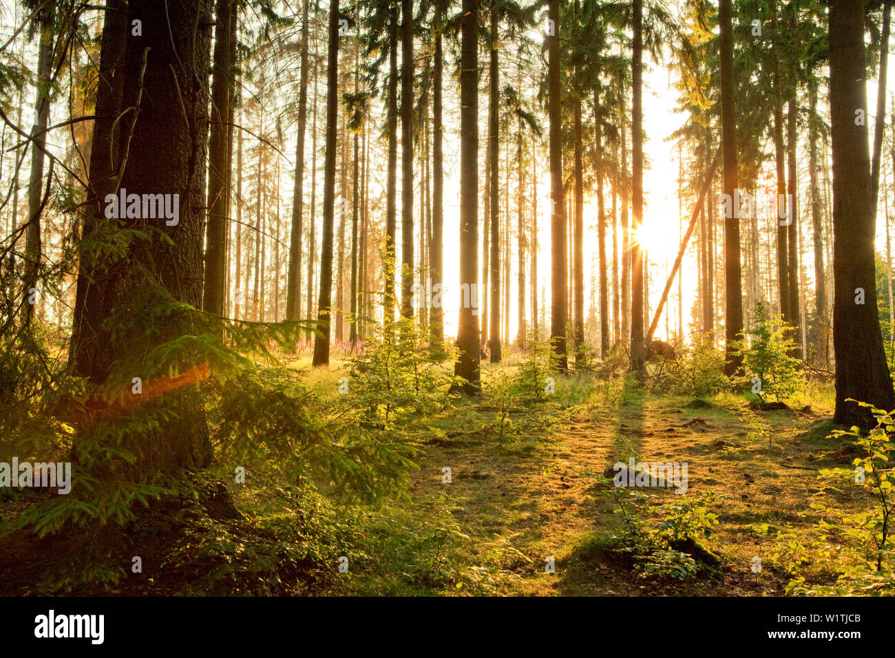 Fichte (Picea abies) mit am frühen Morgen Sonne durch, Nationalpark Kellerwald-Edersee, Hessen, Deutschland, Europa Stockfoto