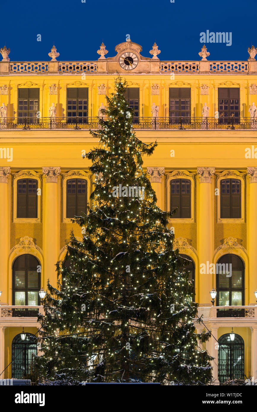 Weihnachtsbaum vor dem Schloss Schönbrunn, 14. Bezirk Hietzing, Wien, Österreich Stockfoto