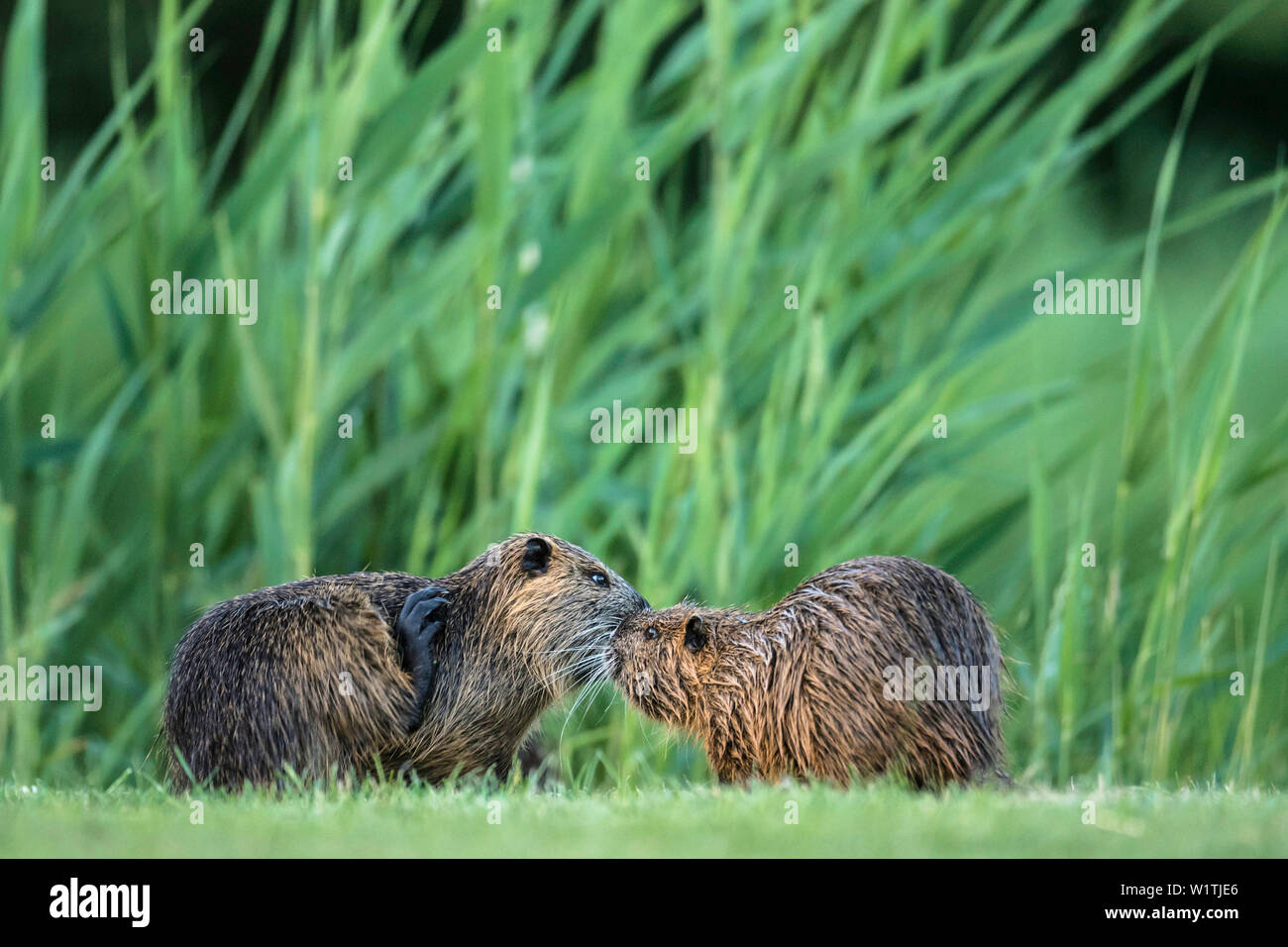 Biosphärenreservat Spreewald, Deutschland, Naherholungsgebiet, Wüste, zwei Biber in der Nähe des Flusses Stockfoto