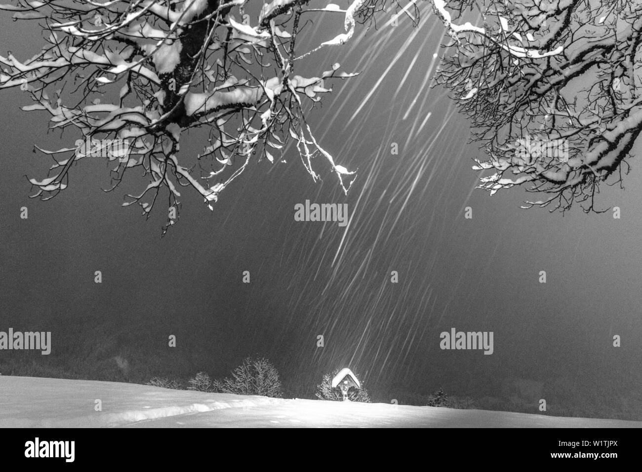 Deutschland, Bayern, Alpen, Oberallgaeu, Oberstdorf, Winterlandschaft bei Nacht, Winter Urlaub, Winter wandern, Schneefall, Reihe von Bäumen während snowfa Stockfoto