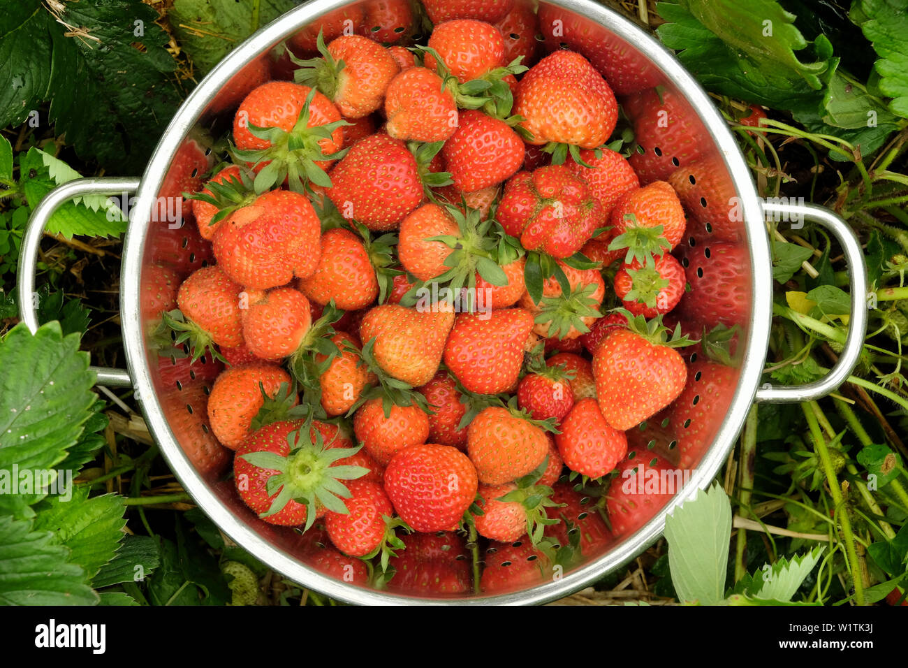 Erdbeere in einem sieb -Fotos und -Bildmaterial in hoher Auflösung – Alamy