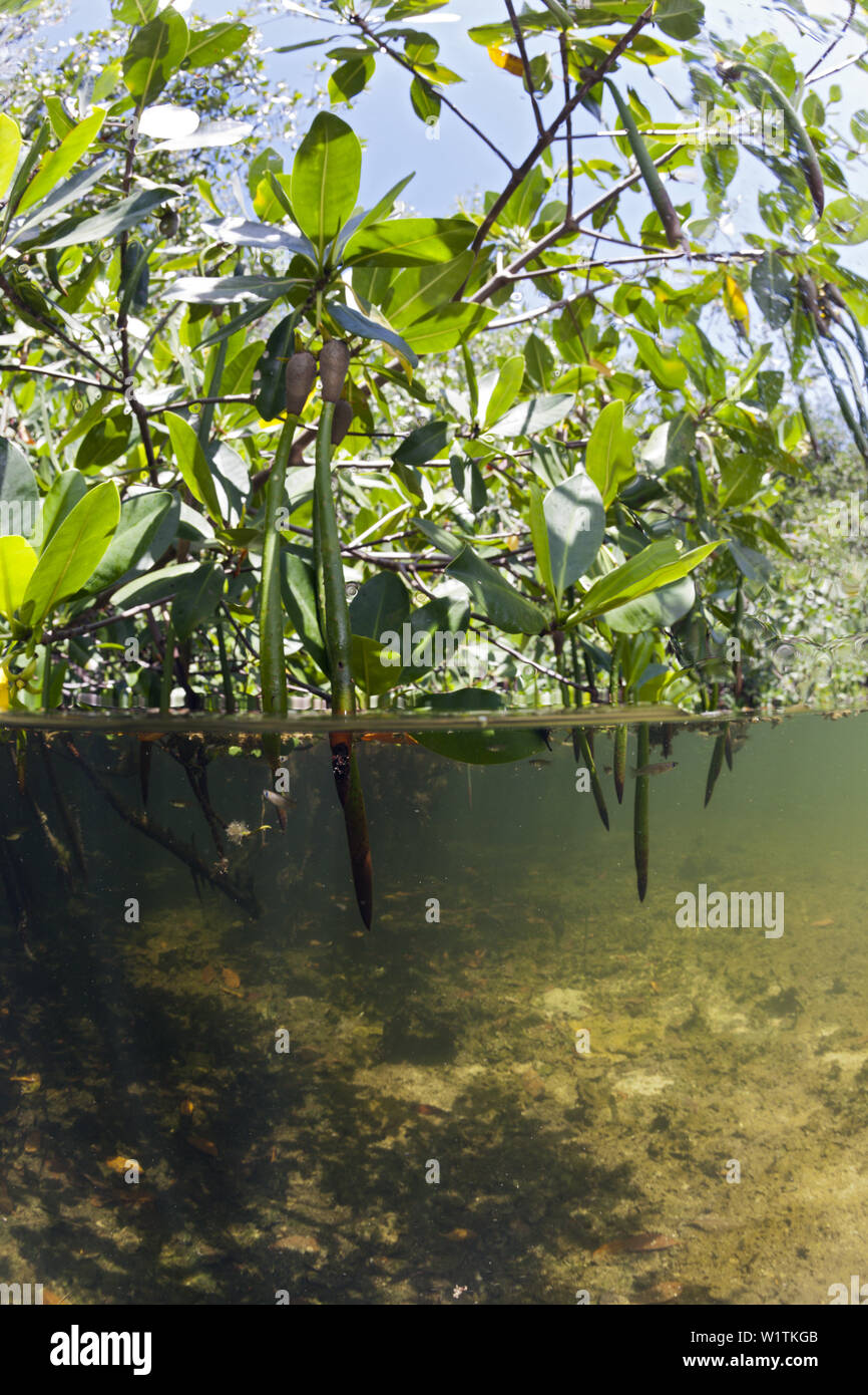 Mangroven, Cancun, Yucatan, Mexiko Stockfoto
