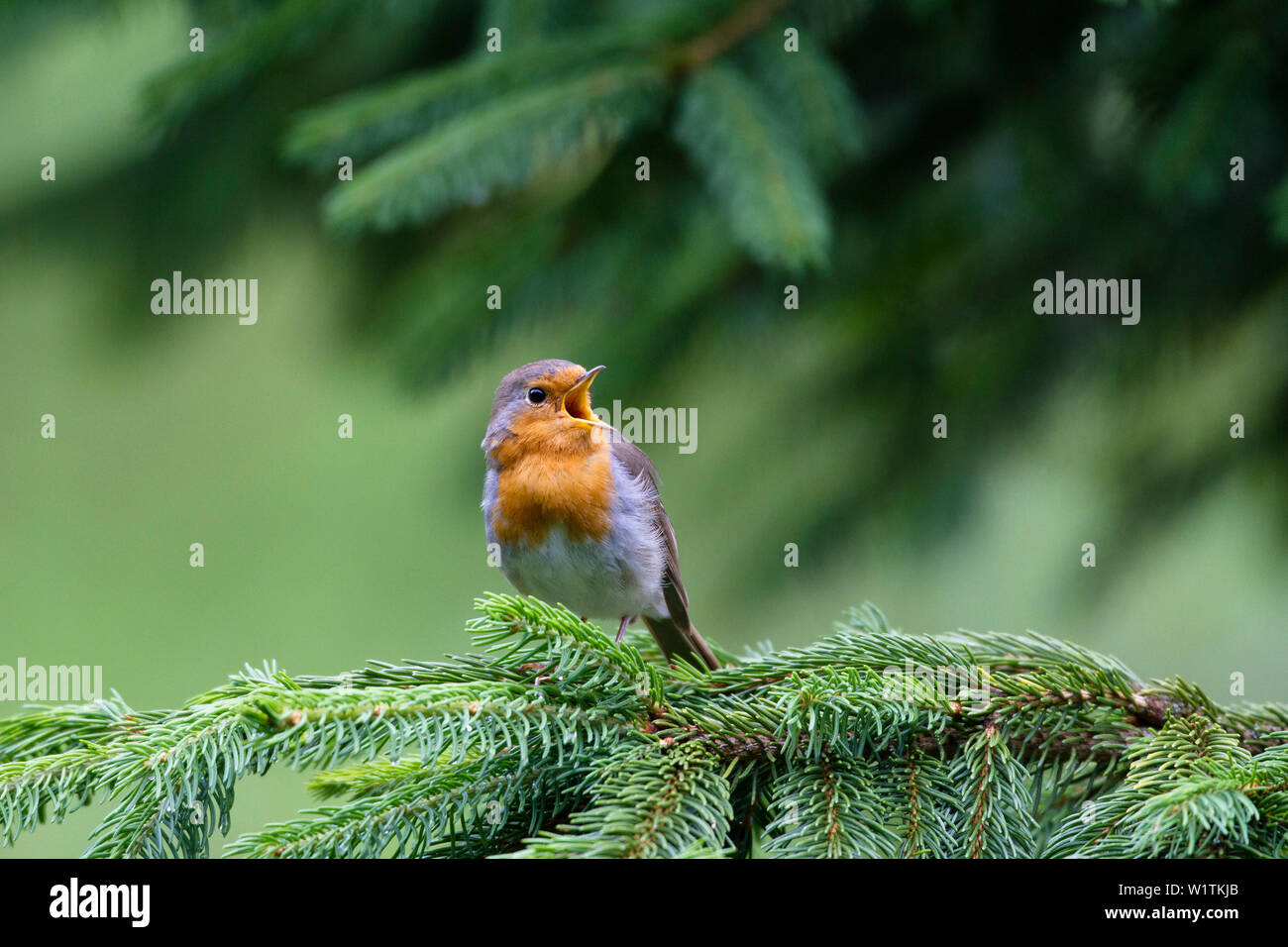Robin singen, Erithacus rubecula, Bayern, Deutschland, Europa Stockfoto
