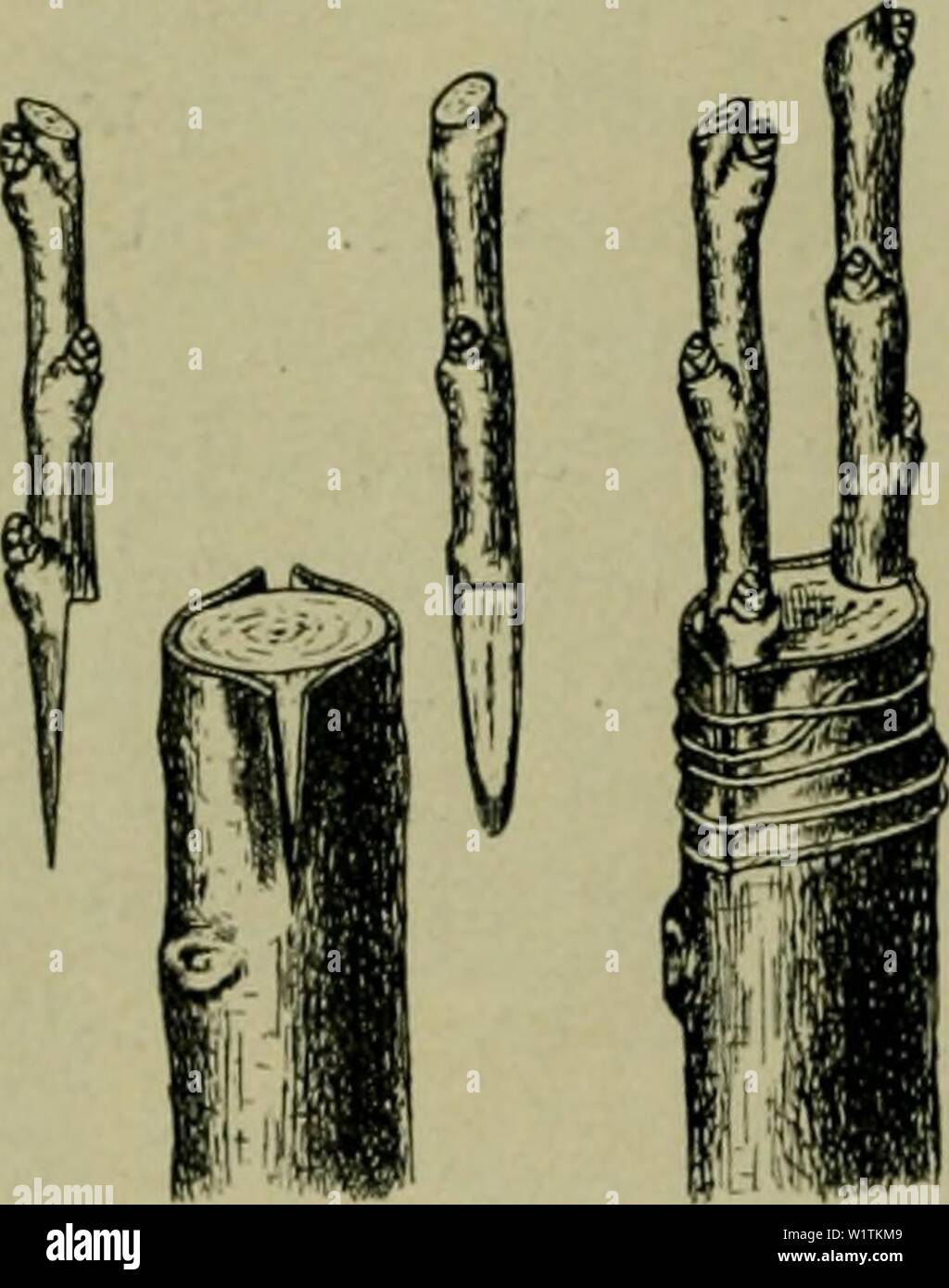 Archiv Bild ab Seite 491 von Das Leben der Pflanze (1906). Das Leben der Pflanze daslebenderpflan 07 fran Jahr: 1906 Oetßfugpfropfen. Pfropfen tn ben Spalt. ® em Umpfropfen mu ftet § ein iBerjungen bev Säume ooraugef) en. Abci ift c § nicf) t nötig, Ba | fogenannte Aug = ober ugäfle ftef) en bleiben, ta biefe fclieB = lief) t&gt; ein ilöacf) § tum § (Söeltriebö unterbrücten fönnen. 2 SSot) ich aber alle foüen fleinen':)? ebenjn) eige belaffen werben, bamit ber Saum norf) genügenb gefunden worden, der besagte jur rnä Sprosse Wette) ält. o § Umoerebeln fann bereite im Februar beginnen unb Bi § (Snbe 2 J?ai fort = roerben gefegt. Solange ber Sa Stockfoto
