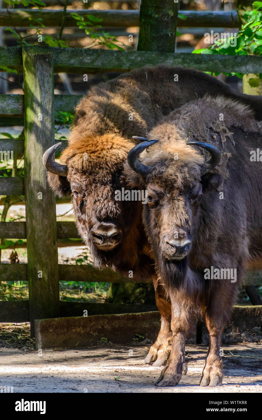 Zwei Wisente im Nationalpark Wollin, Ostseeküste, Polen Stockfoto