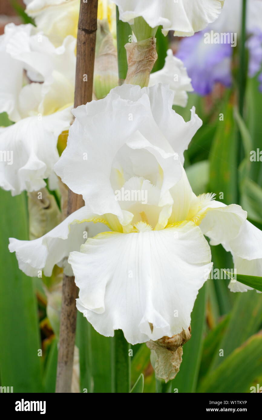 Tall bearded Iris 'Darley Dale" in Blume in einem Garten Grenze im Mai - Großbritannien Stockfoto