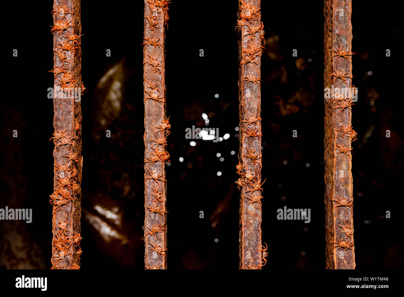 Kinder Krabben Migration durch Flying Fish Cove, Gecarcoidea natalis, Christmas Island, Australien Stockfoto