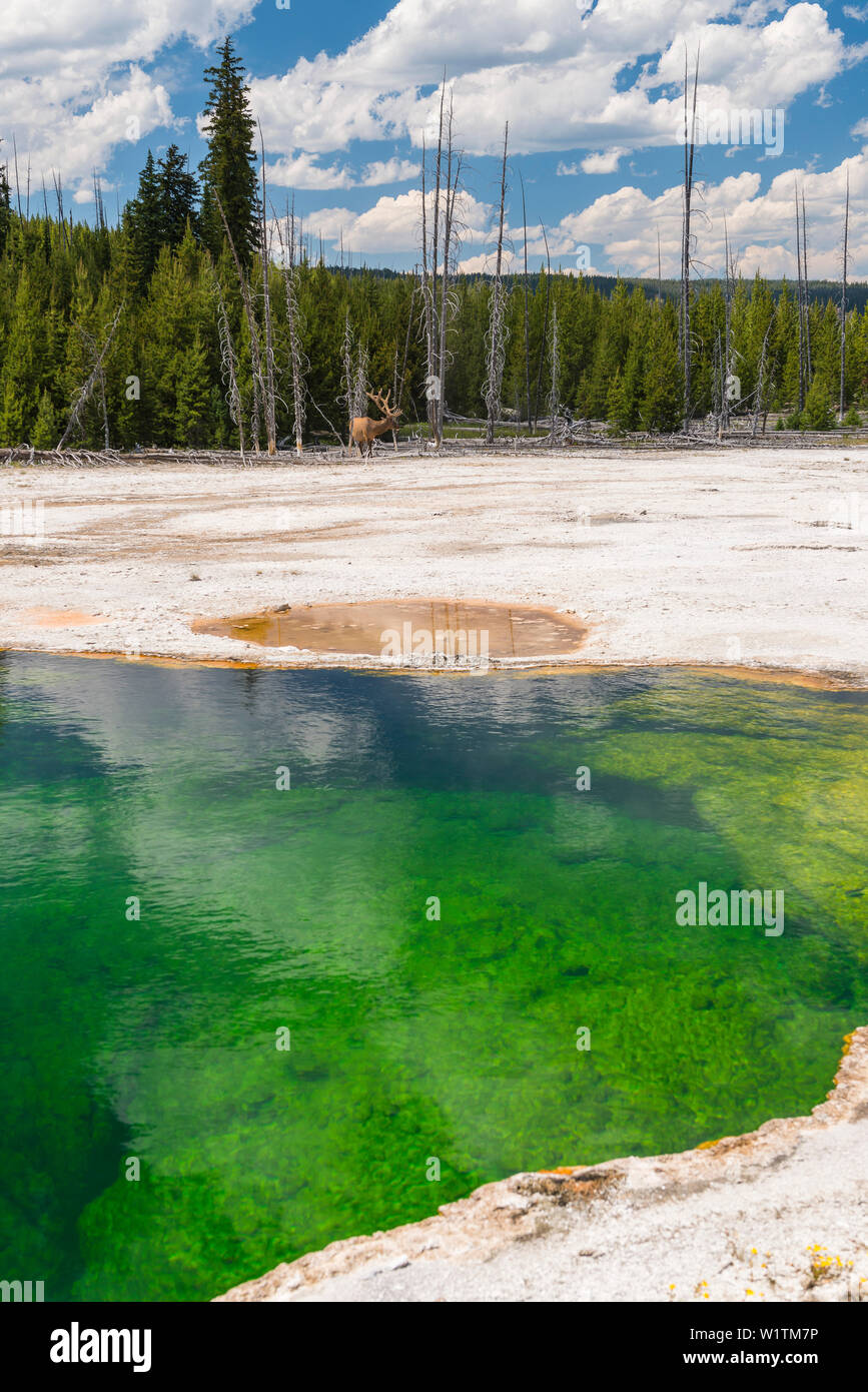 Wapiti Hirsche im geothermischen Pool im West Thumb Geyser Basin, Yellowstone National Park, Wyoming, USA Stockfoto