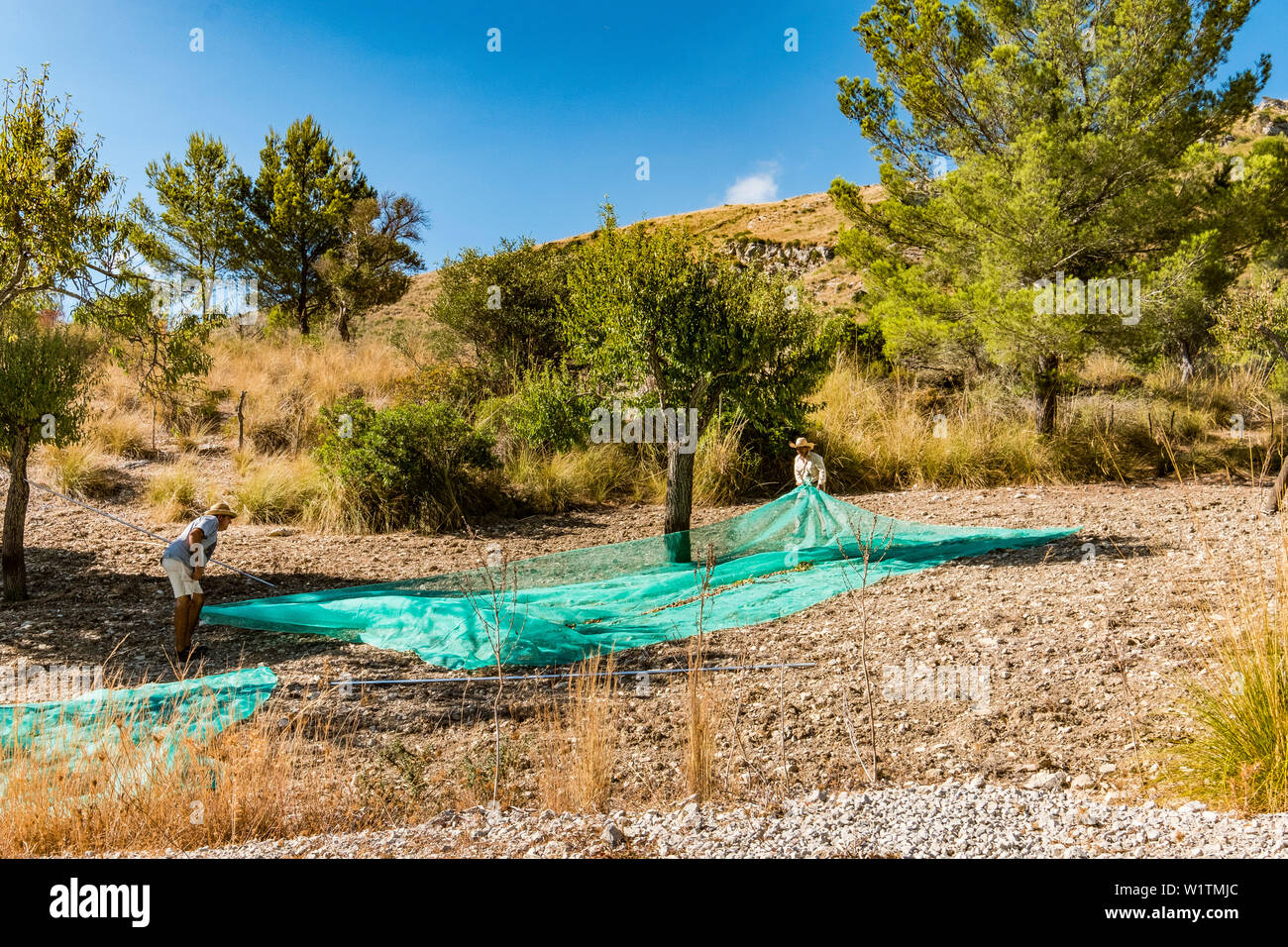 Olivenernte in den Bergen zwischen Betlem und Arta, Mallorca, Balearen, Spanien Stockfoto