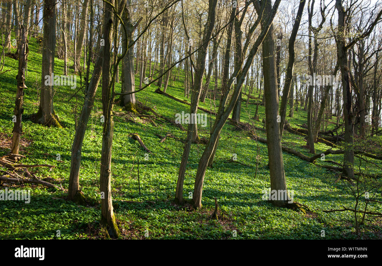 Bärlauch, Naturpark Steigerwald, Unterfranken, Bayern, Deutschland Stockfoto