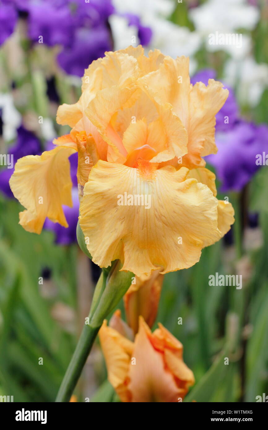Iris' Wilhelm von Orange' Tall bearded Iris in Blüte im Mai. Züchter, Bryan der Dodsworth Stockfoto