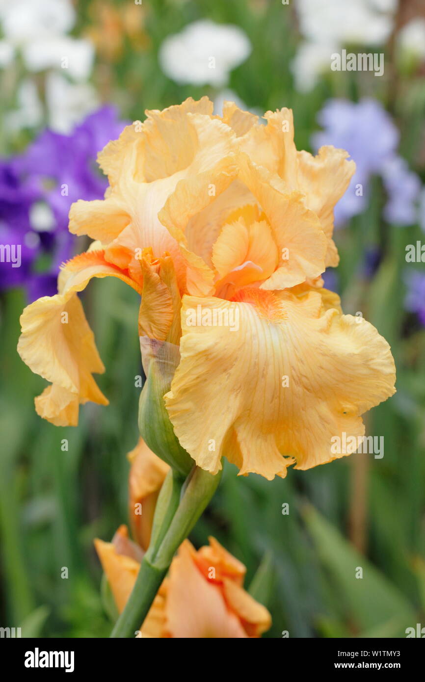 Iris' Wilhelm von Orange' Tall bearded Iris in Blüte im Mai. Züchter, Bryan der Dodsworth Stockfoto