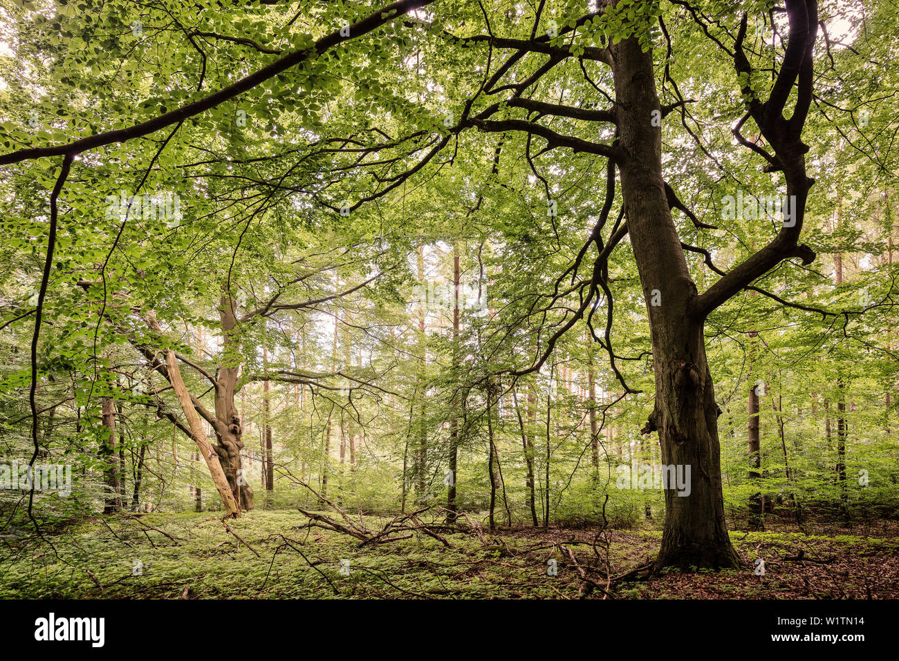 UNESCO-Weltkulturerbe Alte Buchenwälder Deutschlands, Serrahn, Müritz Nationalpark, Mecklenburg-Vorpommern, Deutschland Stockfoto