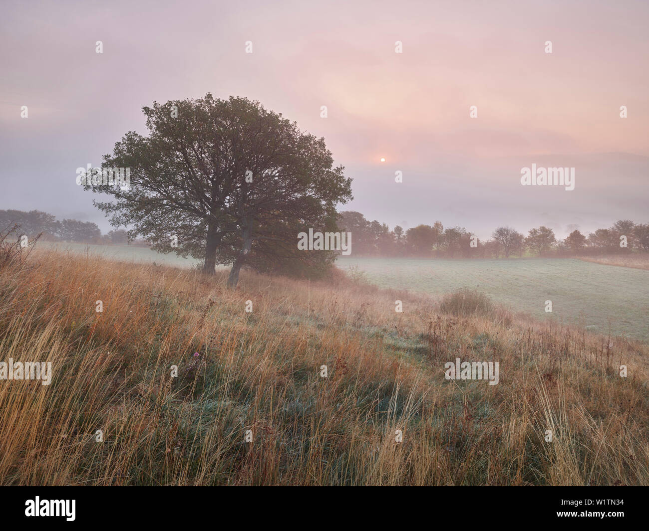 Morgennebel, Hohe Wand, Lower Austria, Austria Stockfoto