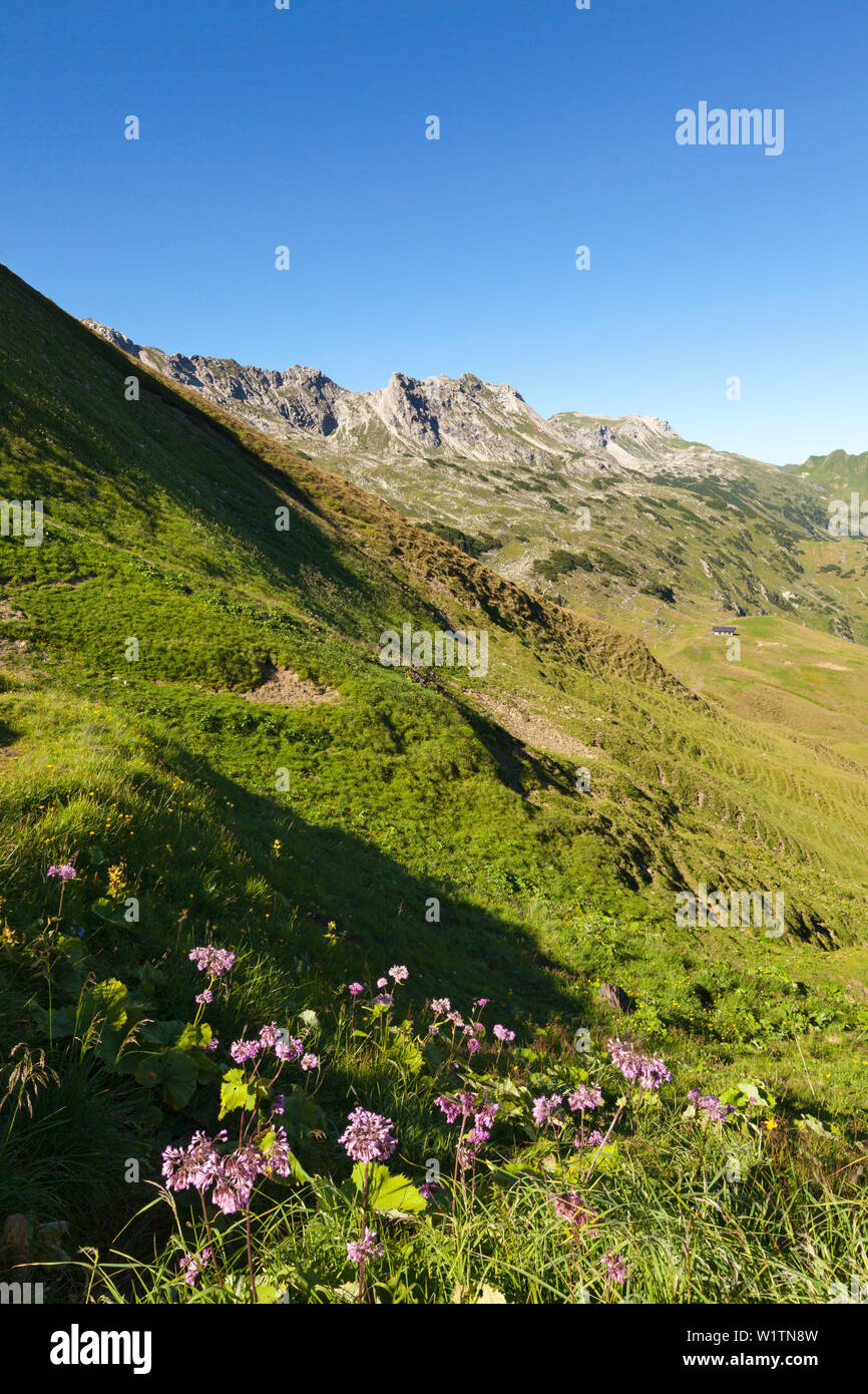 Alpine blue Gänsedistel Cicerbita alpina am Nebelhorn, in der Nähe von Oberstdorf, Allgäuer Alpen, Allgäu, Bayern, Deutschland Stockfoto