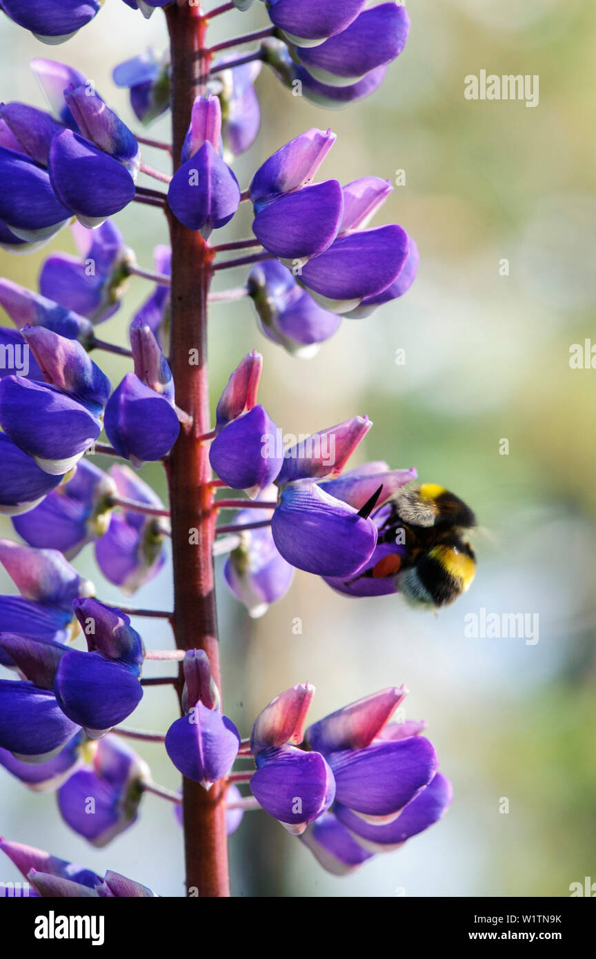 Hummel sammelt Nektar auf einem Lupin, Schweden Stockfoto