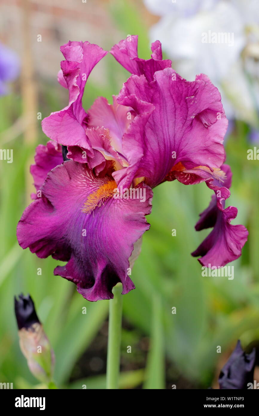 Iris' Teesdale' Tall bearded Iris in Blüte im Mai. Züchter, Bryan der Dodsworth Stockfoto