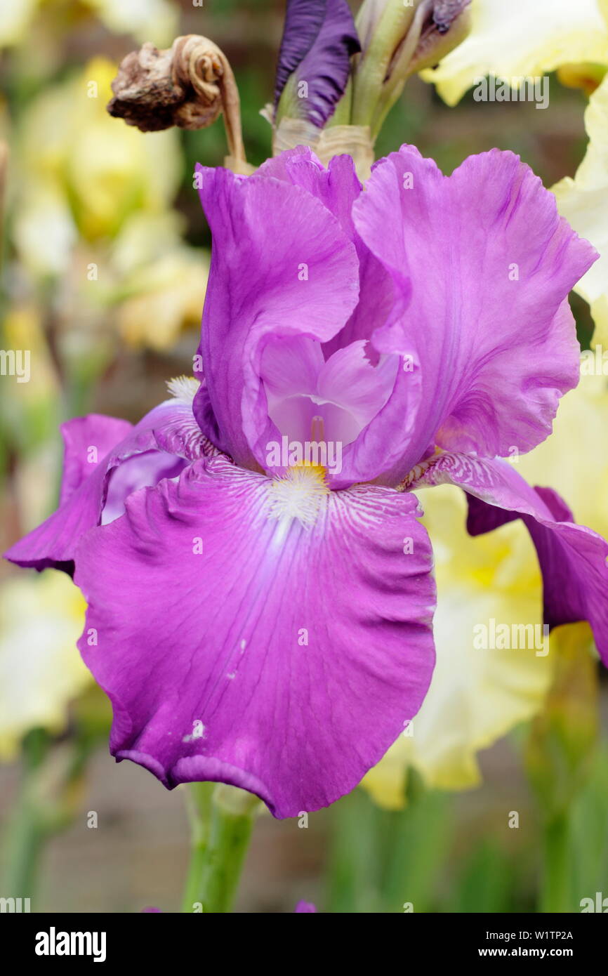 Iris' Whernside' Tall bearded Iris in Blüte im Mai durch Züchter, Bryan der Dodsworth Stockfoto