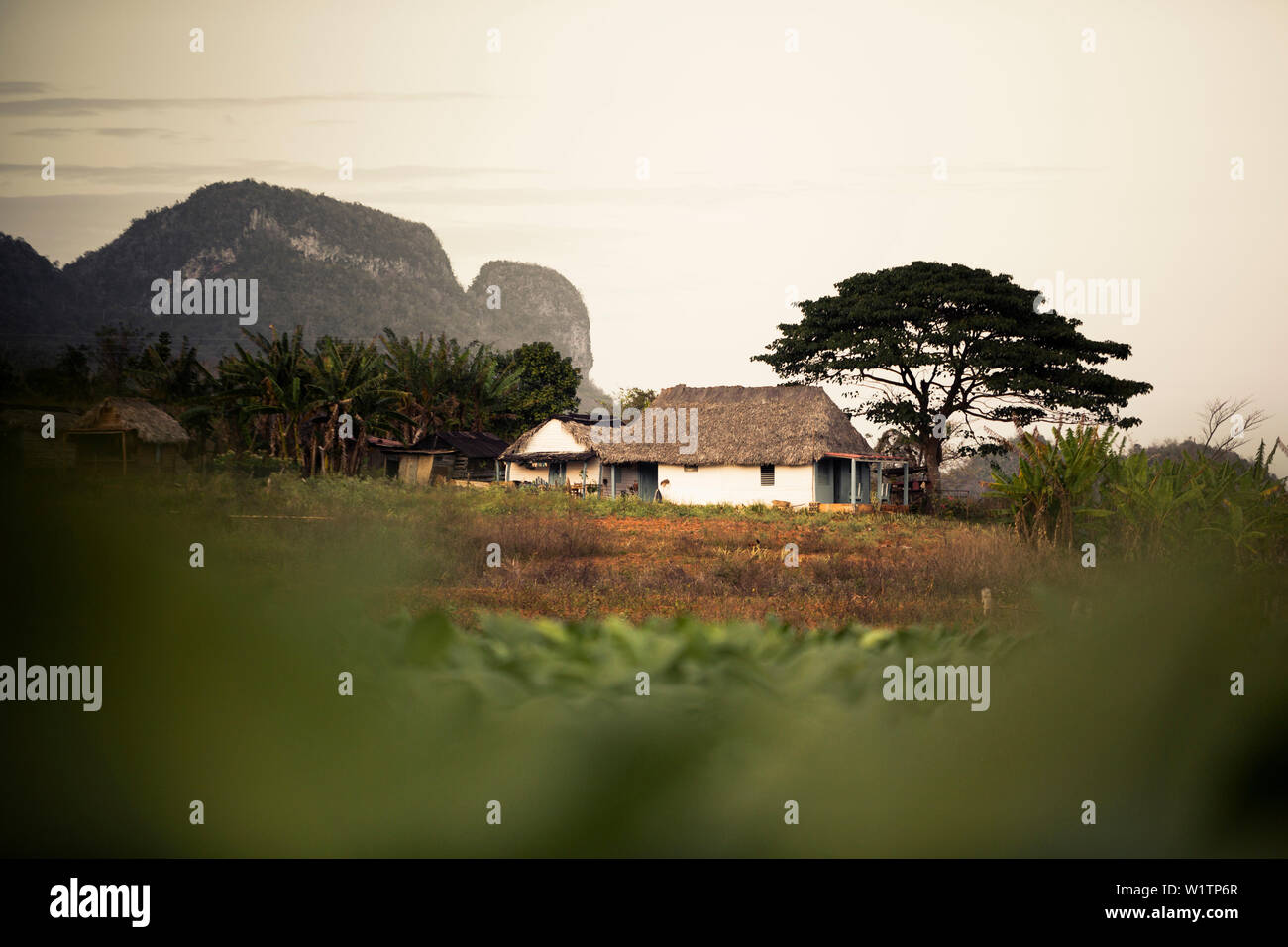 Bauernhof im Valle de Vinales, UNESCO Nationalpark, Pinar del Rio, Kuba, Karibik, Lateinamerika, Nordamerika Stockfoto