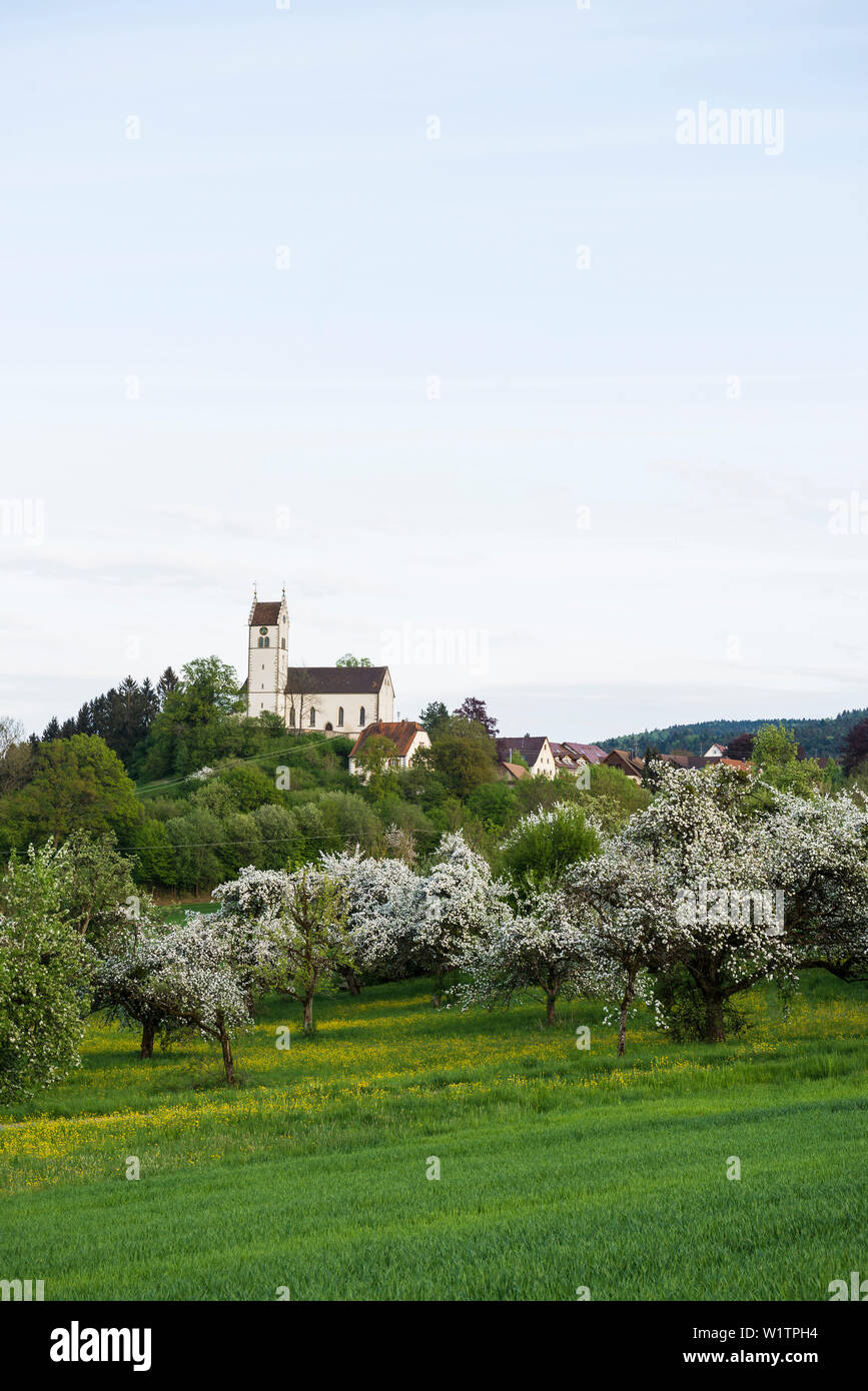 Blühenden Obstgarten Wiese, Kirche Roggenbeuren, Deggenhausertal, Bodensee, Baden-Württemberg, Deutschland Stockfoto