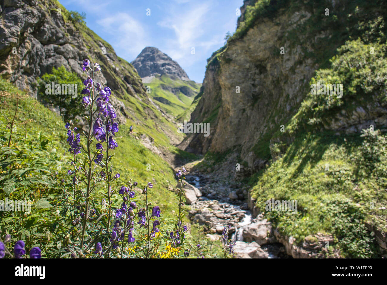 Lange Strecke Wandern, Bergwelt, Wasserlauf, Mountain River, Schlucht, Wanderurlaub, Natur, Sommer Blumen, Almwiese, Wanderwege, Al Stockfoto