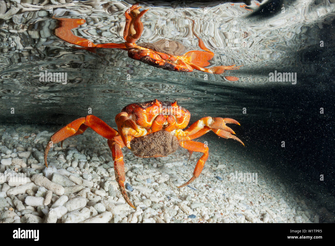 Christmas Island Red Crab release Eier in Ozean, Gecarcoidea natalis, Christmas Island, Australien Stockfoto