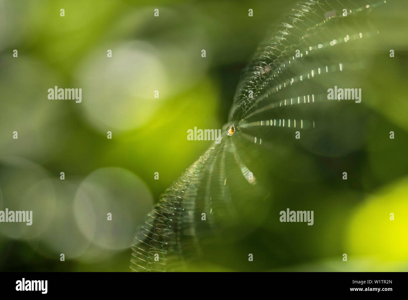 Biosphärenreservat Spreewald, Brandenburg, Deutschland, Erholungsgebiet, Spinnennetz über einer Wiese, Cobweb, Wildnis Stockfoto