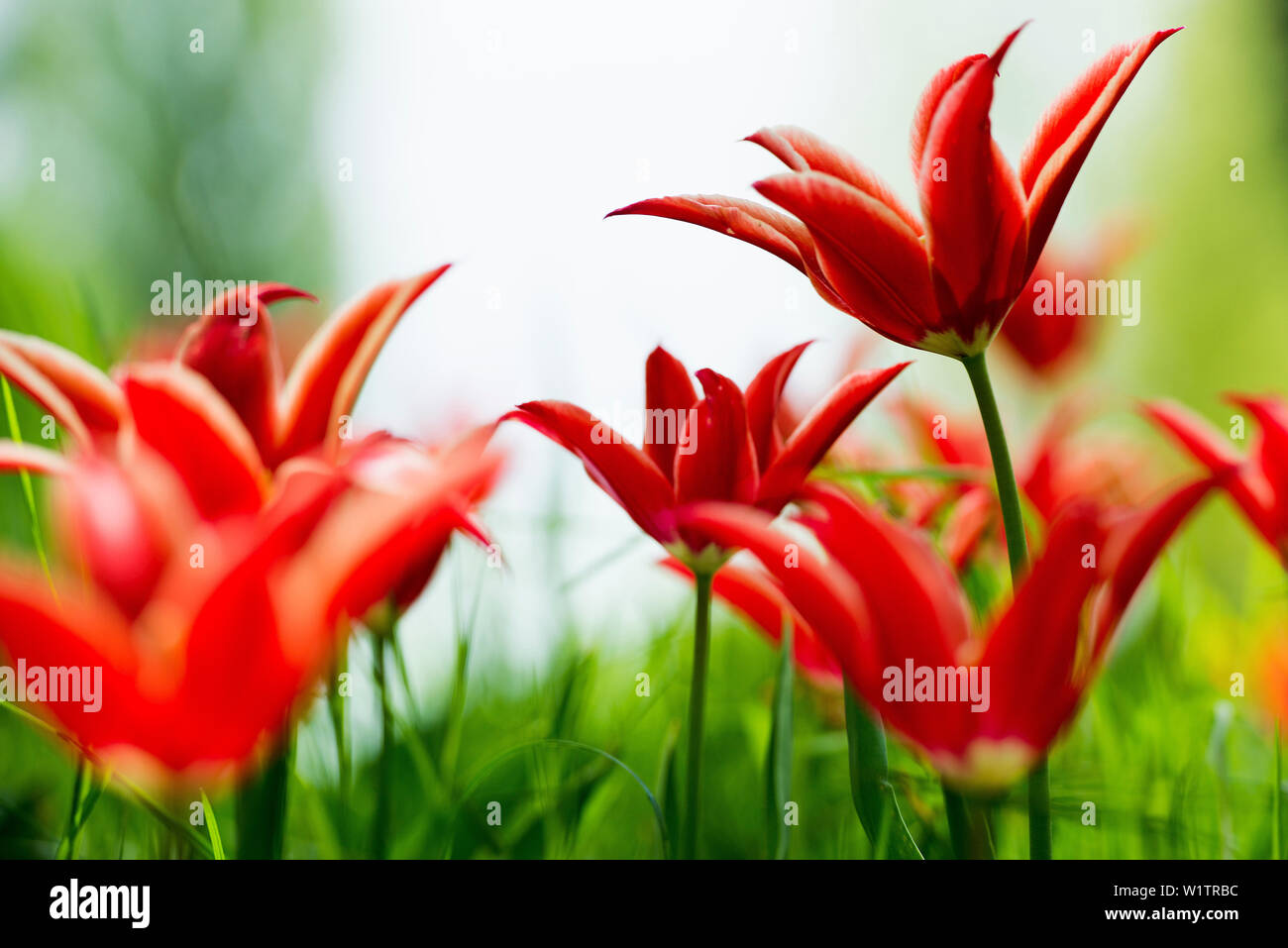 Blühende Tulpe wiesen im Frühling, Insel Mainau, Bodensee, Baden-Württemberg, Deutschland Stockfoto