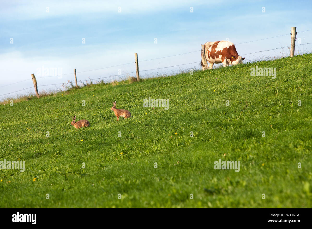 Zwei Kaninchen spielen auf einem grashang in der Sonne, oben ist ein Kalb auf dem eingezäunten Weide Stockfoto