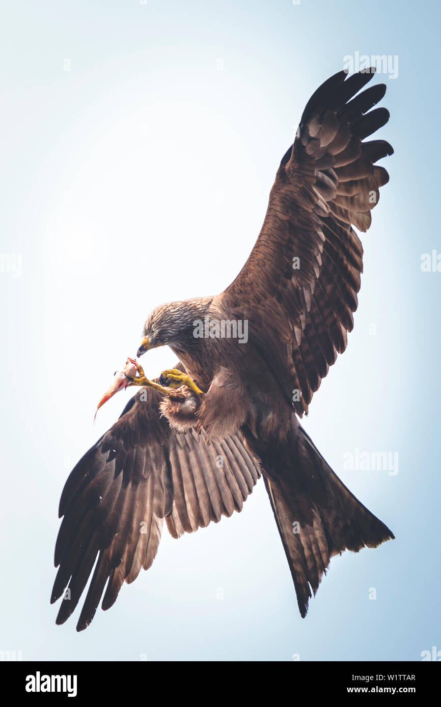 Red Kite isst Fisch in der Luft Stockfoto
