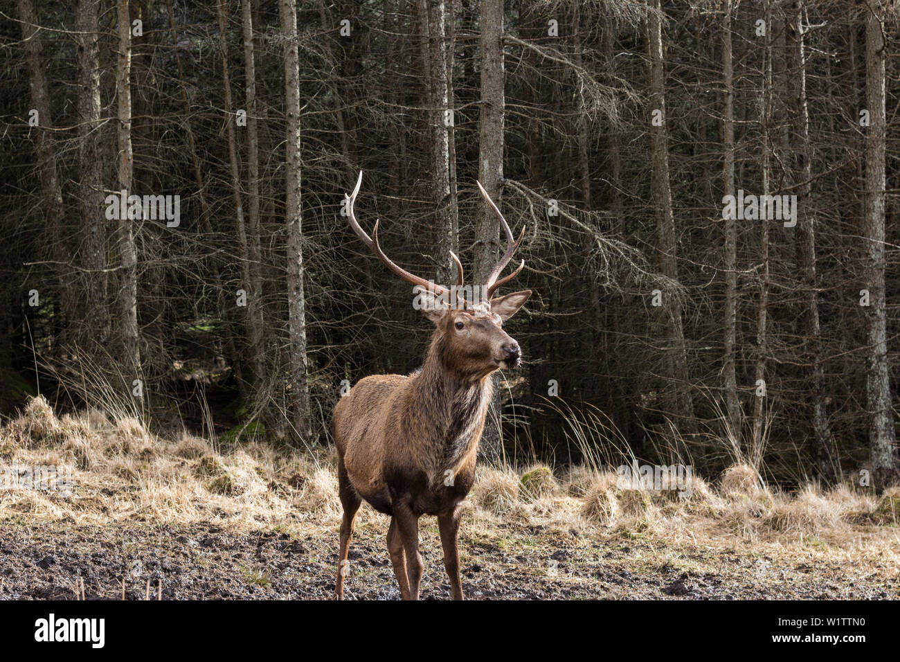 Einsamer Hirsch in der Glen Etive, Highland, Schottland, Großbritannien Stockfoto
