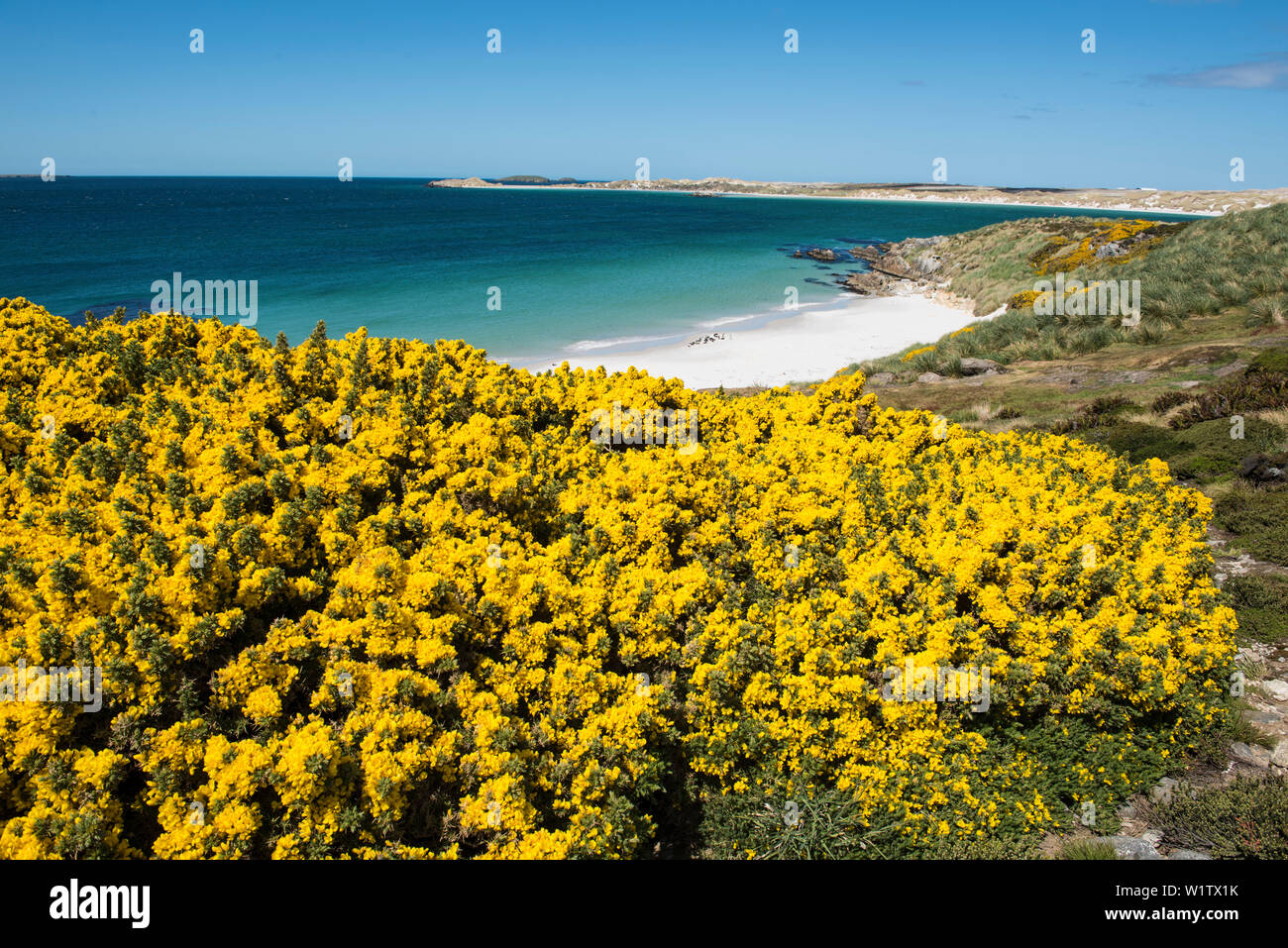 Blick auf die gelb blühenden Ginster von Yorke Bay, in der Nähe von Gipsy Cove, mit Magellan-pinguine (Spheniscus Magellanicus) am Strand sichtbar, in der Nähe von Stanley, Stockfoto