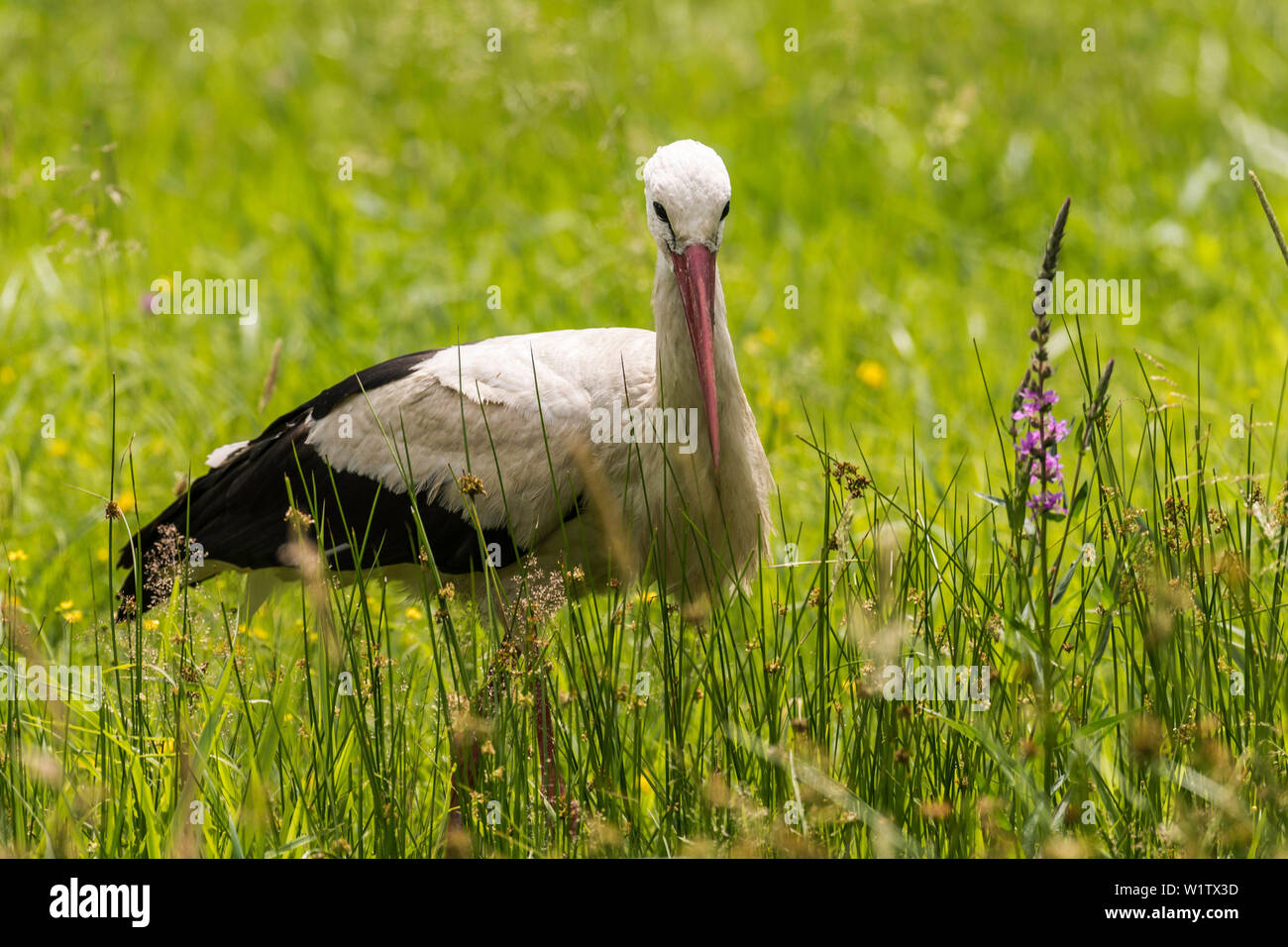 Biosphärenreservat Spreewald, Brandenburg, Deutschland, Wüste, Storch, Storch klappern, Weißstorch in der Mitte einer wilden Wiese, Blumen wiese Stockfoto