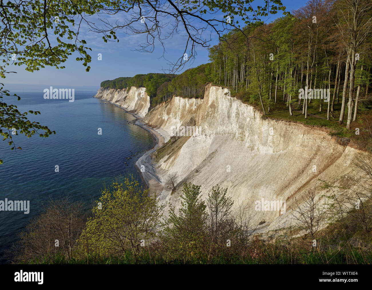 Kreidefelsen im Nationalpark Jasmund Insel Rügen Pakete Zucker Ufer, Deutschland Mecklenburg-Vorpommern Stockfoto