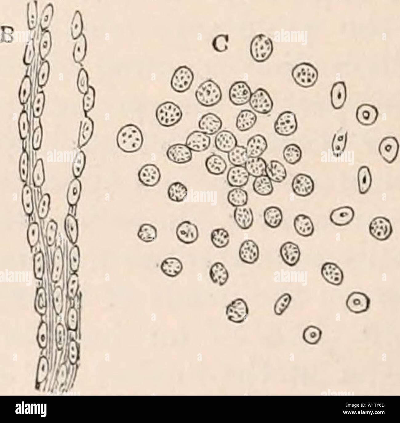 Archiv Bild ab Seite 527 Der cyclopaedia von Anatomie und. Die