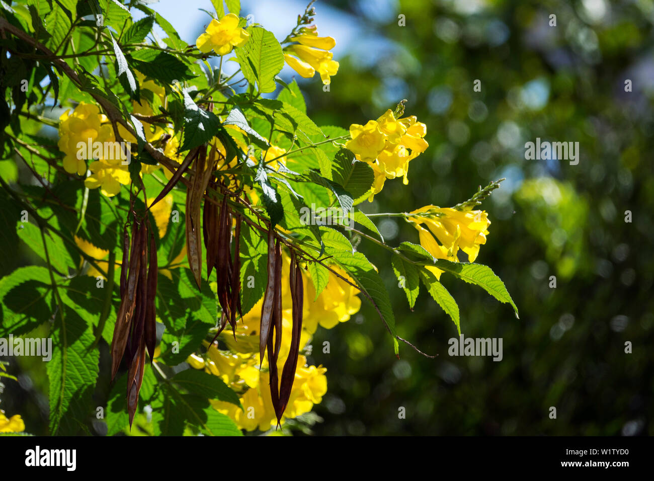 Gelbe Trompete Baum, Blumen und Früchte, Tecoma stans, Tropen, Mittelamerika Stockfoto