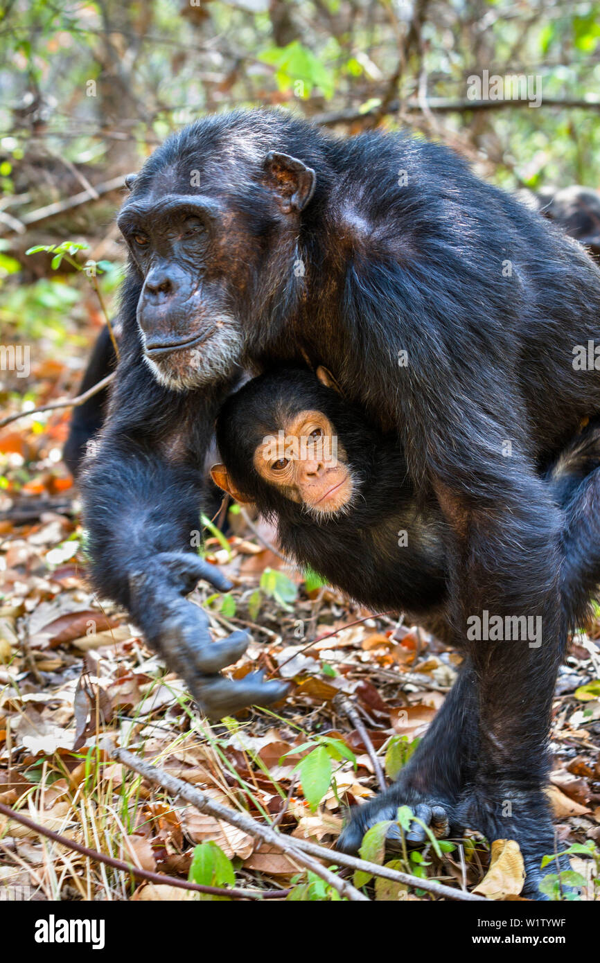 Schimpansen, Frau mit Baby, Pan troglodytes, Mahale Mountains National Park, Tansania, Ostafrika Stockfoto
