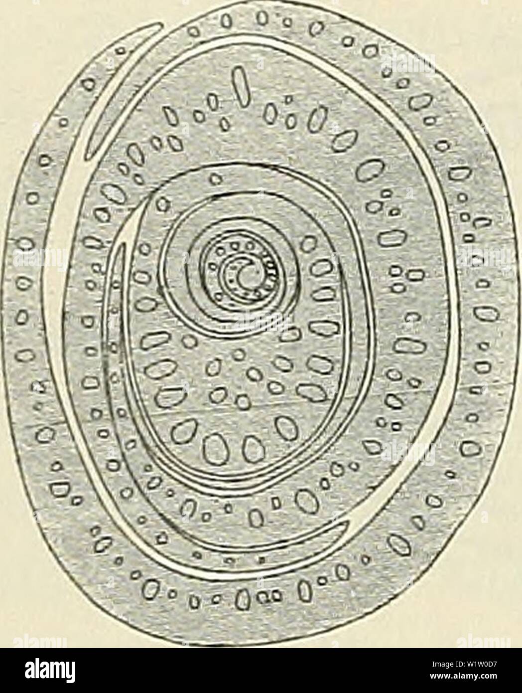 Archiv Bild ab Seite 537 von - Denkschriften der Österreichischen Akademie der. - Denkschriften der Österreichischen Akademie, Christian denkschriftenst 881913 akad Jahr: 1850 456 Dr. F. ZvveigeU, racemosa, wo sie durch einzelne wenige Bastzellen repräsentiert werden. Stärker ist-sterben-an-der-Bastschiene Leptomseite bei Convallaria majalis, Majaiithemiim, Reineckia, Danae und Rtisms-Arten. Erwähnt sei, daß beiDauae und den mechanischen (Stereiden Ruscus-Avten sterben, von echten Bastzellen kann man nicht sprechen) scheiden sich sichelförmig um sterben Leitbündel legen, dieselben bisweilen ganz umschließen, Stockfoto