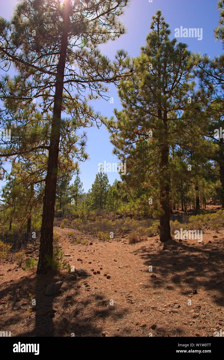 Typischen Pinien der Corona Forestal natürlichen Park auf der Insel Teneriffa (Kanarische Inseln, Spanien) Stockfoto